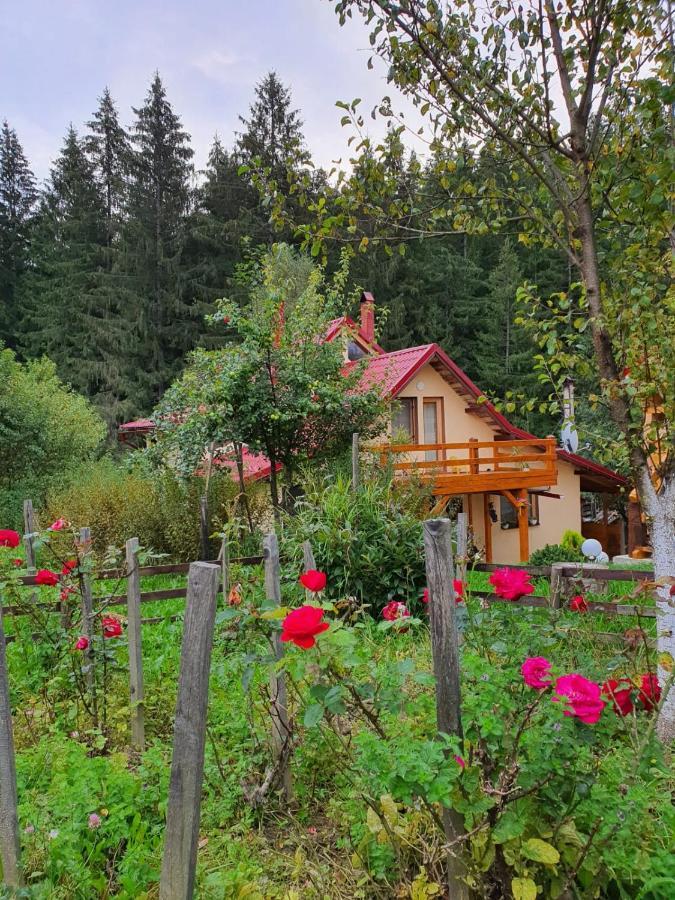 Forest Vibes Spa Cimpu lui Neag Екстер'єр фото